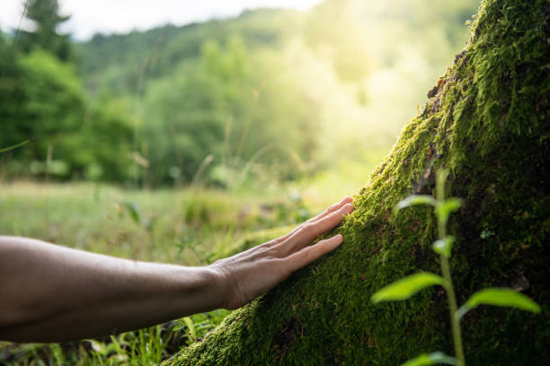 How Our Tree Care Process Works  in  Parkersburg, IA