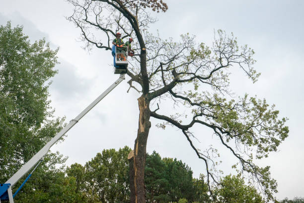 Best Leaf Removal  in Parkersburg, IA